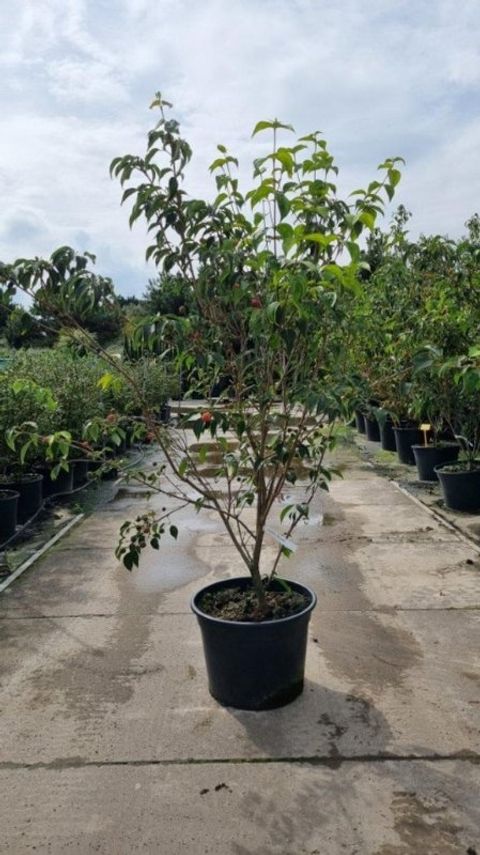 Cornus kousa 'National'