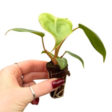 Philodendron billietiae x pastazanum