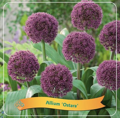 Allium 'Ostara'