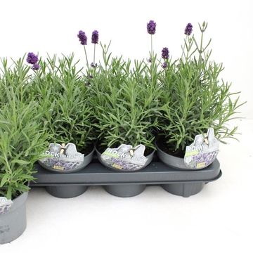 Lavandula angustifolia