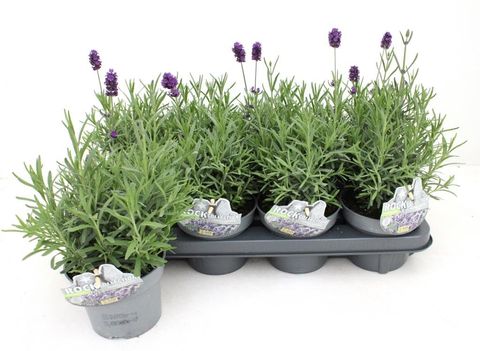 Lavandula angustifolia