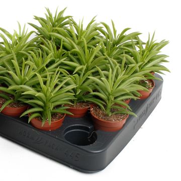Peperomia 'Sweet Spark'
