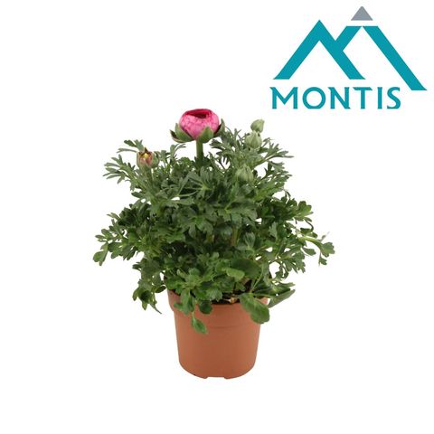 Ranunculus asiaticus 'Sprinkles Pink'