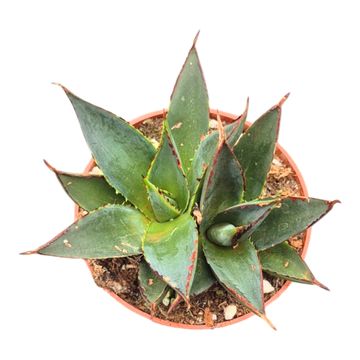 Agave 'Shaka Zulu'