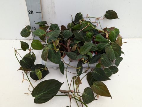 Filodendro scandens micans