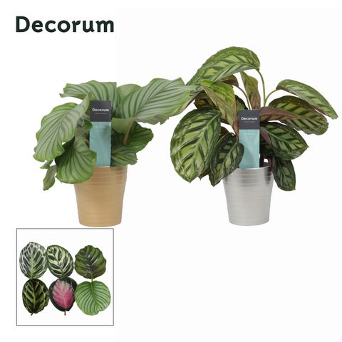 Calathea MIX