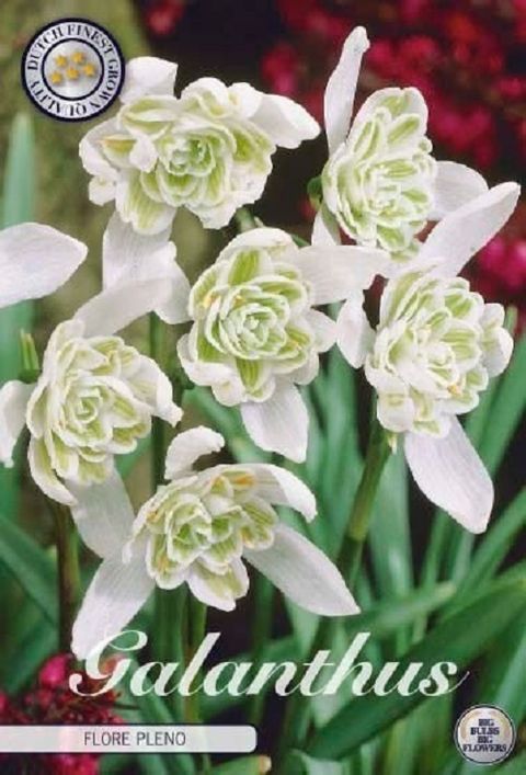 Galanthus nivalis 'Flore Pleno'