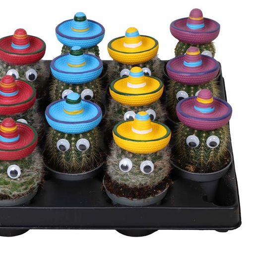 Cactus MIX