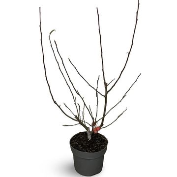 Malus 'Red Sentinel'