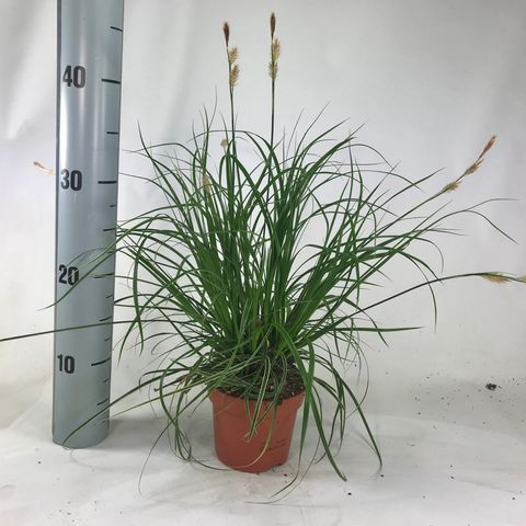 Carex morrowii 'Goldband'