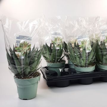 x Mangave 'Lavender Lady'