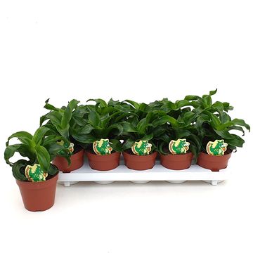Dracaena fragrans 'Twister'