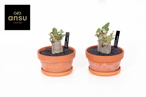 Adenium obesum ANSU BAOBAB