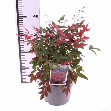 Nandina domestica OBSESSED