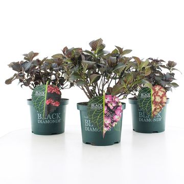 Hydrangea macrophylla MIX