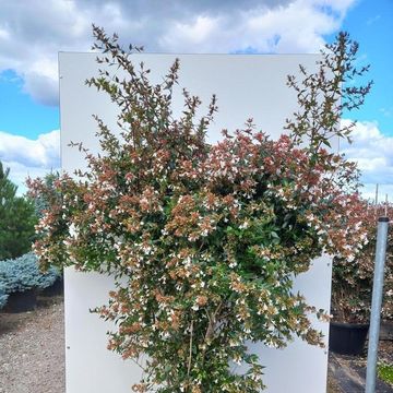 Abelia x grandiflora