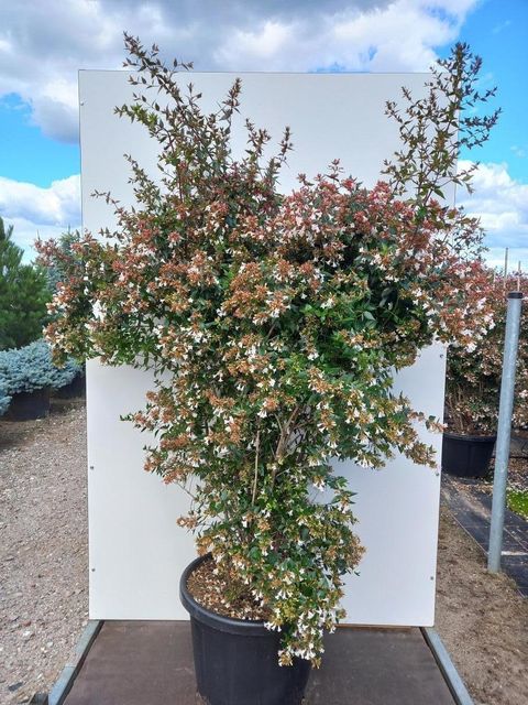 Abelia x grandiflora