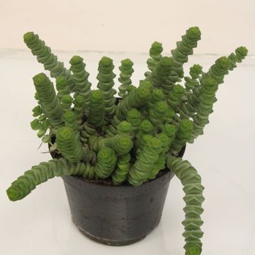 Crassula marnieriana 'Hottentot'