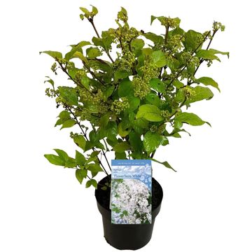 Callicarpa bodinieri MAGICAL SNOWSTAR