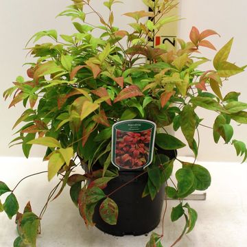 Nandina domestica 'Fire Power'