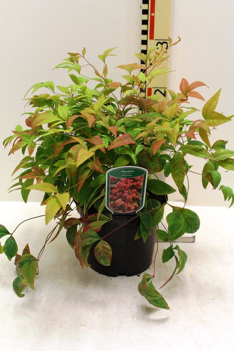 Nandina domestica 'Fire Power'