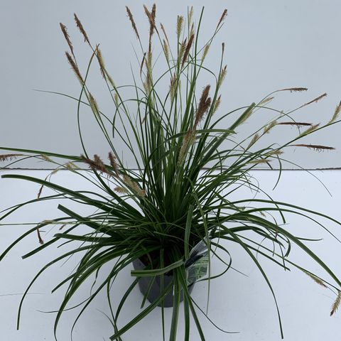 Carex oshimensis EVERCOLOR EVERLIME
