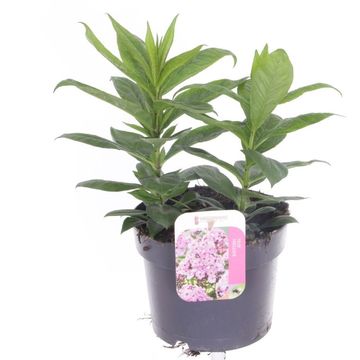 Phlox LIGHT PINK FLAME
