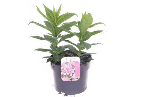Phlox LIGHT PINK FLAME