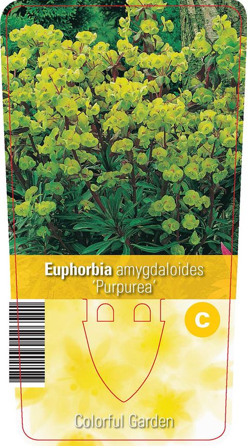 Euphorbia amygdaloides 'Purpurea'