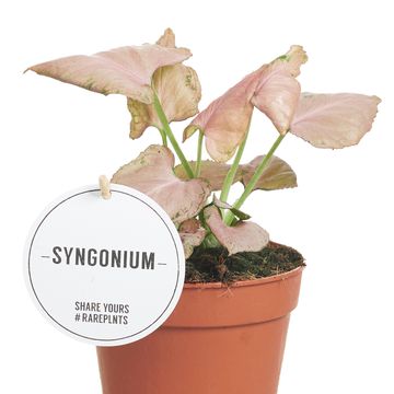 Syngonium 'Strawberry'