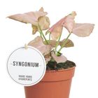 Syngonium 'Strawberry'