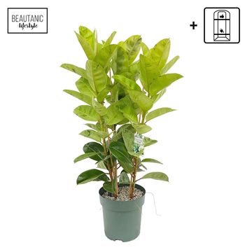 Ficus elastica 'Shivereana'