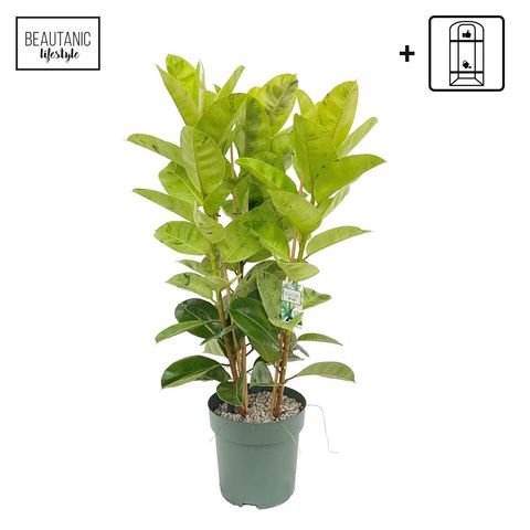 Ficus elastica 'Shivereana'