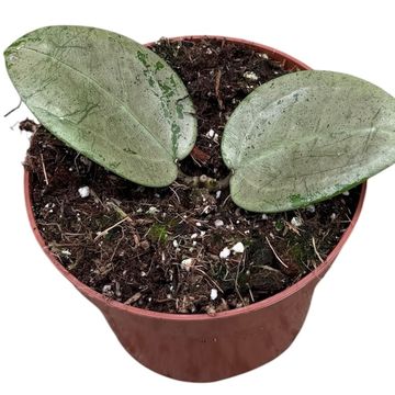 Hoya acuta Silver Heart