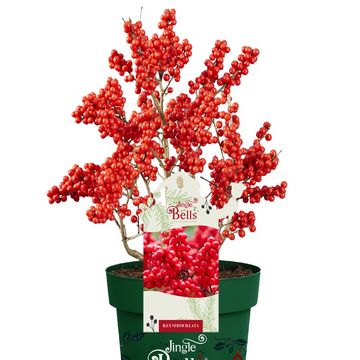 Ilex verticillata 'Jingle Bells'