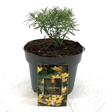 Coreopsis verticillata 'Zagreb'