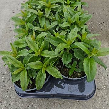 Veronica spicata MIX