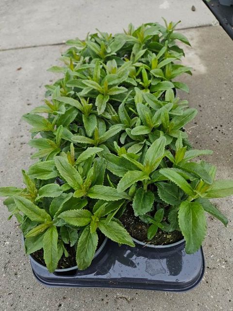 Veronica spicata MIX