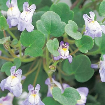 Cymbalaria muralis