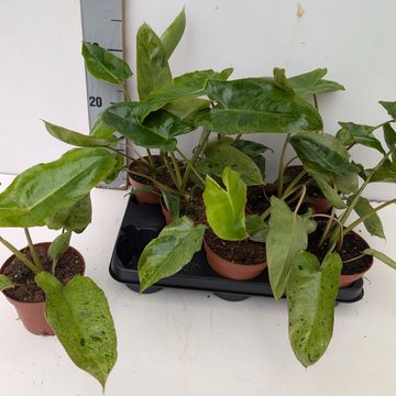 Philodendron 'Paraiso Verde'