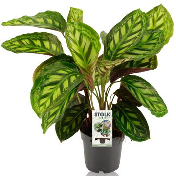 Calathea 'Moonlight'