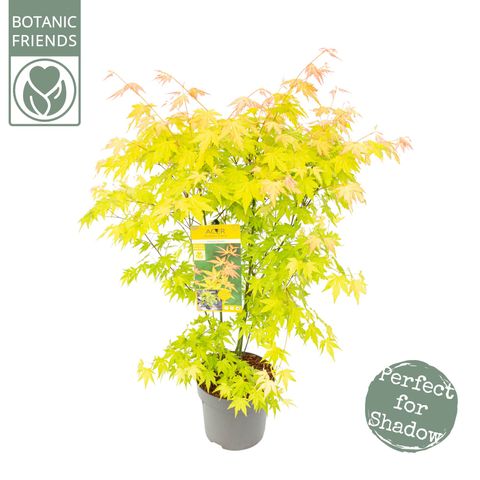 Acer palmatum 'Оранж Дрим'