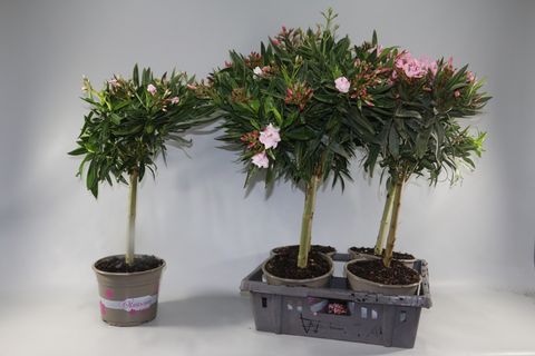 Nerium oleander MIX