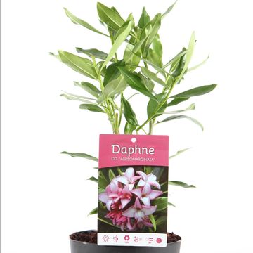 Daphne odora 'Aureomarginata'