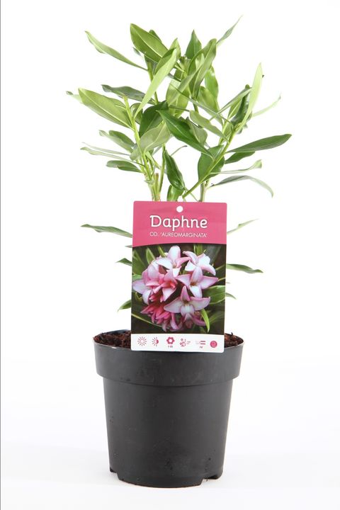 Daphne odora 'Aureomarginata'