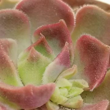 Echeveria 'Brown Pink'