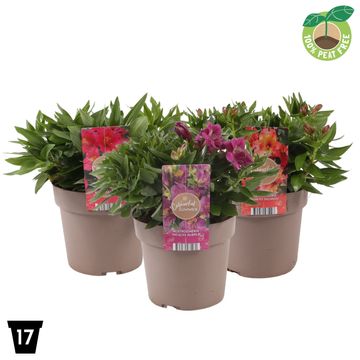 Alstroemeria INCALYS MIX