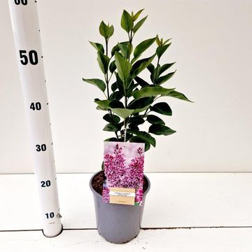 Syringa vulgaris 'Sensation'