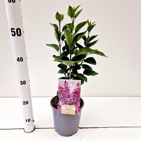 Syringa vulgaris 'Sensation'