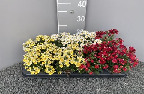 Nemesia SUNSATIA MIX